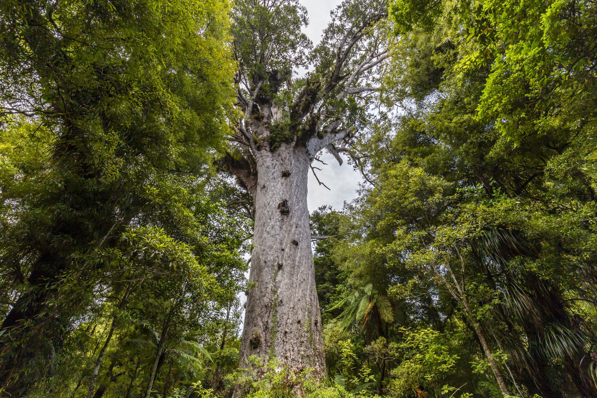 Tane Mahuta Tree