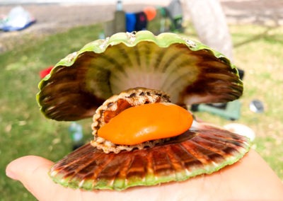 scallops whangarei boiled